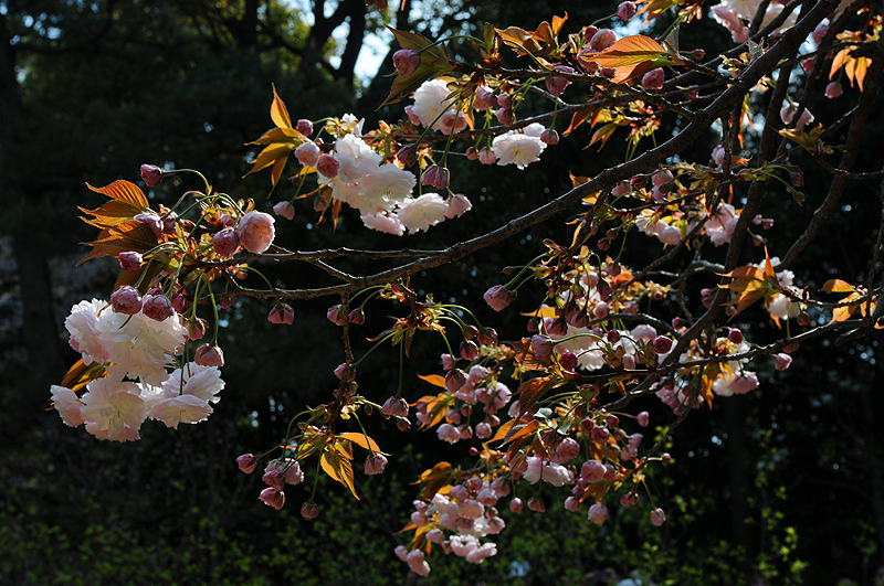八重系の桜