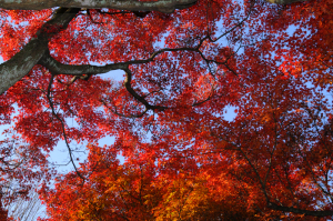 東福寺