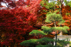 東福寺即宗院のお庭