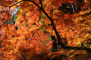 京都の紅葉 
