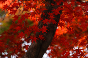 京都の紅葉