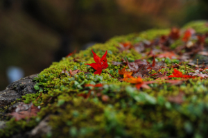 京都の紅葉 京都の紅葉