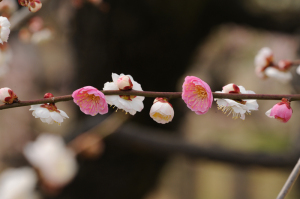 大阪城公園・梅林