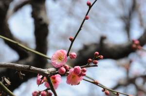 大阪城公園・梅林