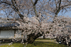 京都・桜