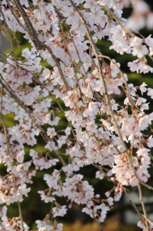 京都・桜 京都・桜