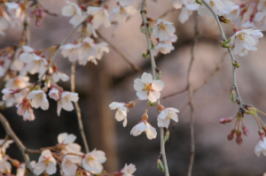 京都・桜 京都・桜
