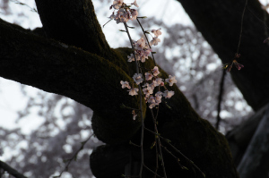 京都・桜 京都・桜