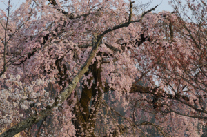 京都・桜 京都・桜