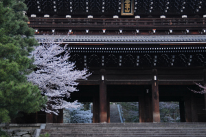 京都・桜 京都・桜