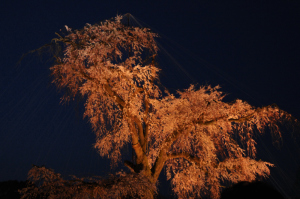 京都・桜 京都・桜