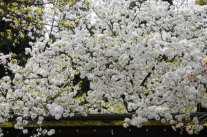 京都・桜・平野神社