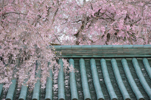 京都・桜・平安神宮