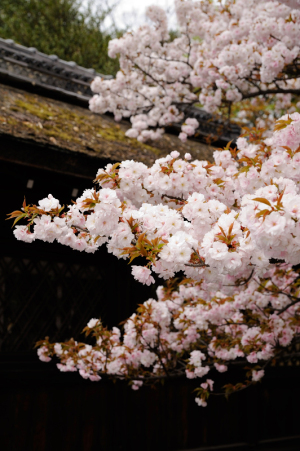 京都　桜　平野神社　2014年