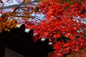 京都　紅葉　嵐山　二尊院　2014秋