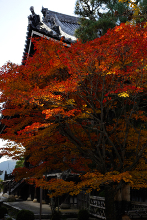 京都　紅葉　嵐山　清涼寺　2014秋
