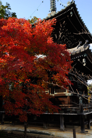 京都　紅葉　嵐山　清涼寺　2014秋