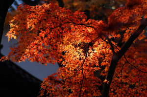 京都　紅葉　嵐山　真如堂　2014秋