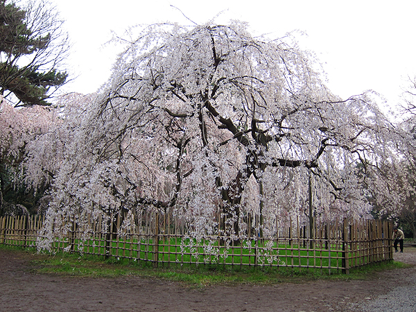 早咲きの京都の桜