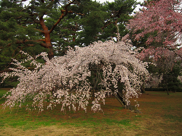 早咲きの京都の桜