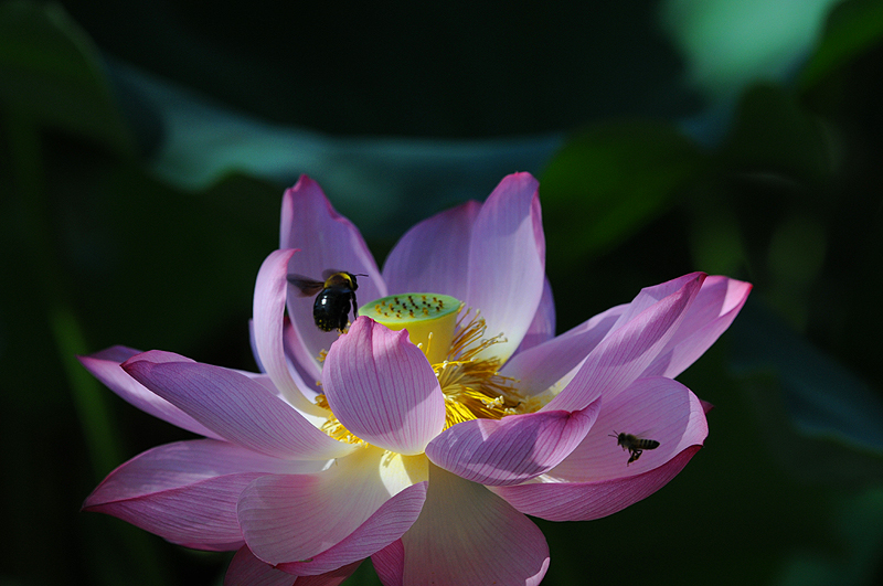 大阪万博記念公園の蓮